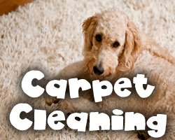 carpet - upholstery cleaning in rosenberg texas